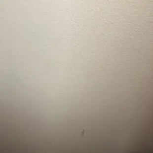 Walls were disgusting!!