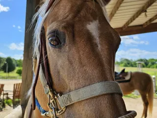 Painted Sky Ranch Riding School