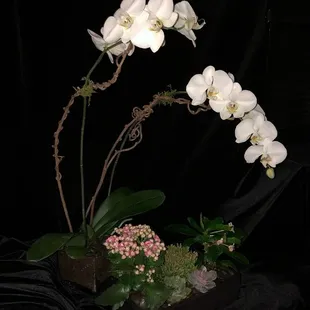 Artistic Grace Orchid Garden