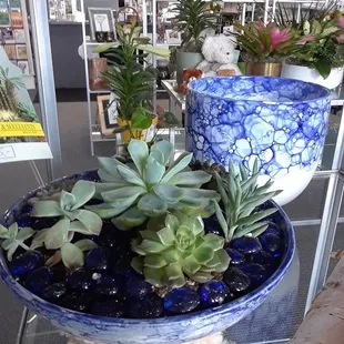 Beautiful Succulents
