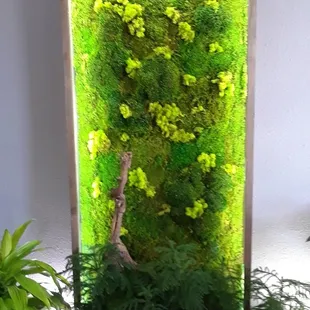 Add a little light to Moss wall decor'