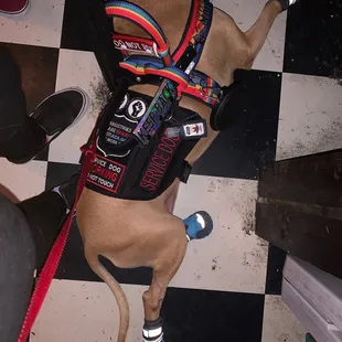 A trained service dog tucked out of the way while it&apos;s handler plays pinball.
