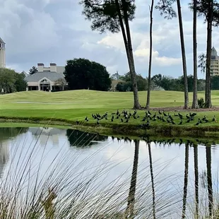 Duck duck goose party