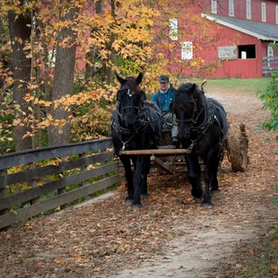 Working Animals on The Farm