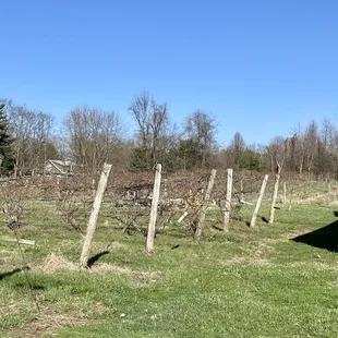 Grapevine - multiple varieties!