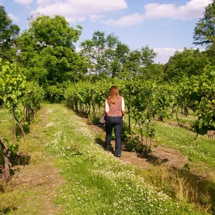 a woman picking grapes