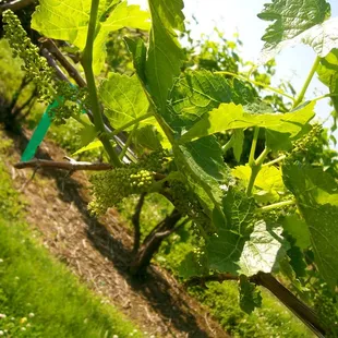 a vine with green leaves