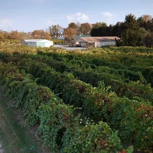 a vineyard in the distance
