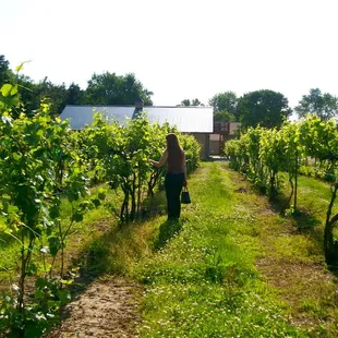 a woman picking grapes