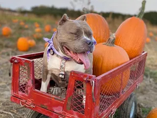 Toms Pumpkin Farm