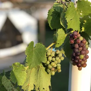 We visited in late July or early August. The grapes on the vines were beautiful!  That's a tent in the background.