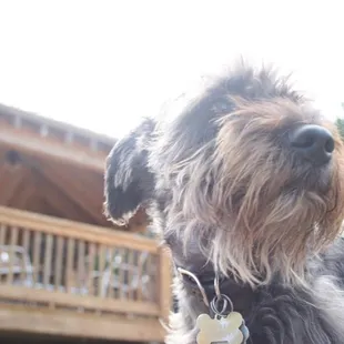 a dog in front of a house