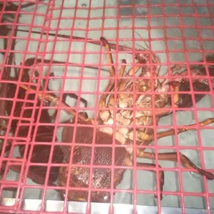 Slavko's San Pedro. Spiny lobsters caught fresh off the boat, ready to be cooked.