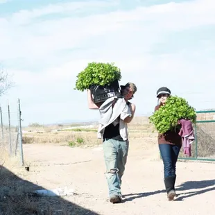 two people carrying a bunch of lettuce