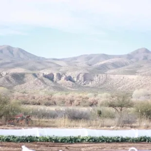 mountains in the background