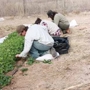 a group of people working on a farm