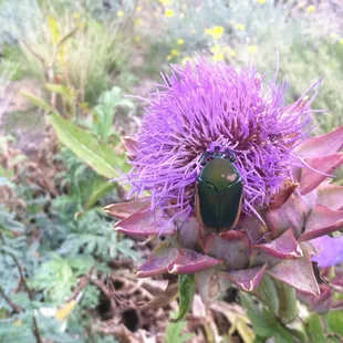 Kissing an artichoke flower
