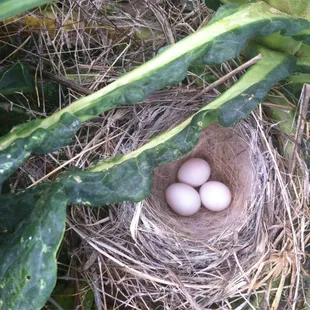 Birds nest in the Dino kale