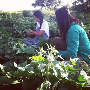 Adam and I harvesting sweet potato greens!