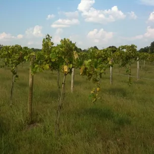 Part of the vineyards