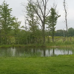 The lake and vineyards behind it.