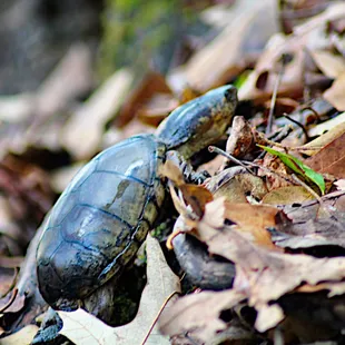Eastern Mud Turtle (thanks Deirdre C!)