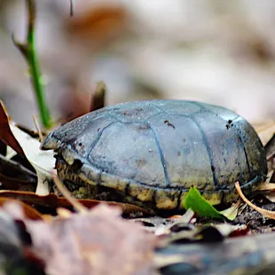 Eastern Mud Turtle