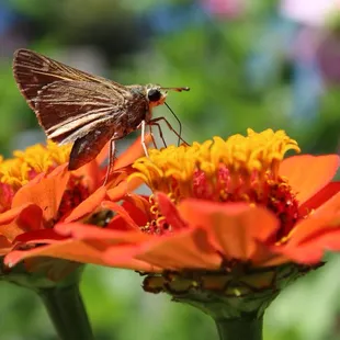 Ocola Skipper Butterfly
