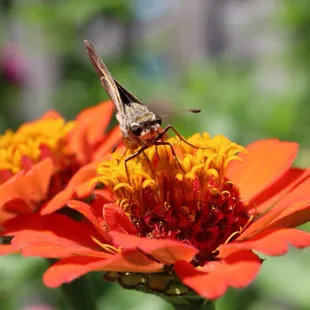 Ocola Skipper Butterfly