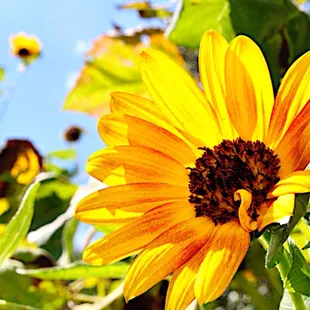 Sunflower