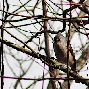 Tufted Titmouse