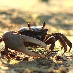Fiddler Crab