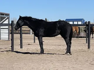 Rocky Mountain Equine Clinic