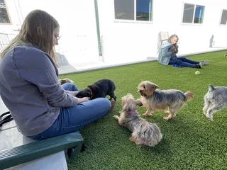 National Mill Dog Rescue