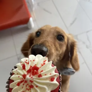 a dog looking up at a cupcake