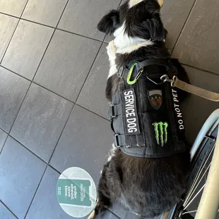 Service dog
