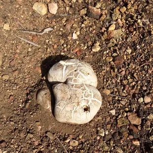 Mushrooms growing in the middle of the trail (somebody poked them with their trekking pole)