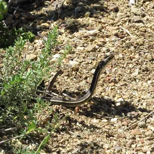 Striped Racer (Whipsnake) on trail. It's non venomous.