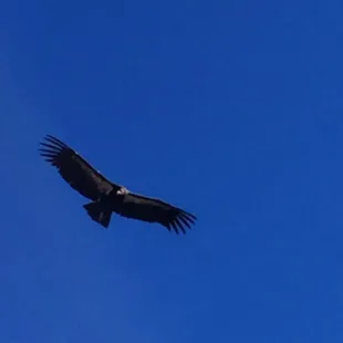 California Condor