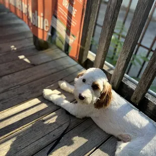 a dog laying on a porch