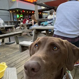 patio - dog friendly!