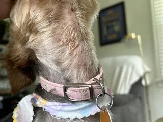 Shaggy Waggle Pet Grooming