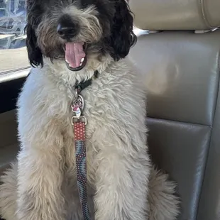 Magnificent Mia Sophia the Pyredoodle. Kiki's Farm Pyredoodles.