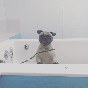 Frankie after his bath!