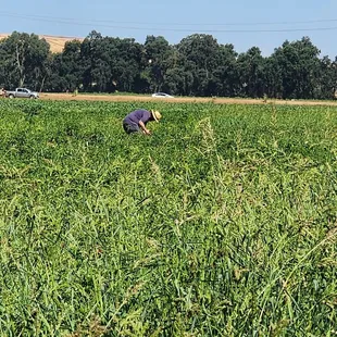 That's my love out there scoring jalapenos!