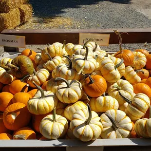 Lots of pumpkins for sale