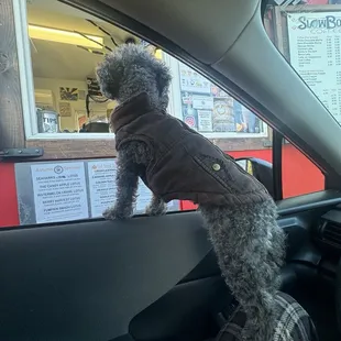 Our dogs waiting for treats!