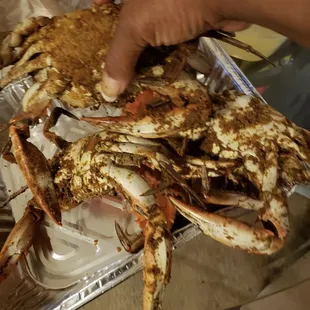  person holding a crab