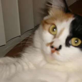 Deb F.