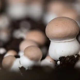 Growing the Keiki Portabella